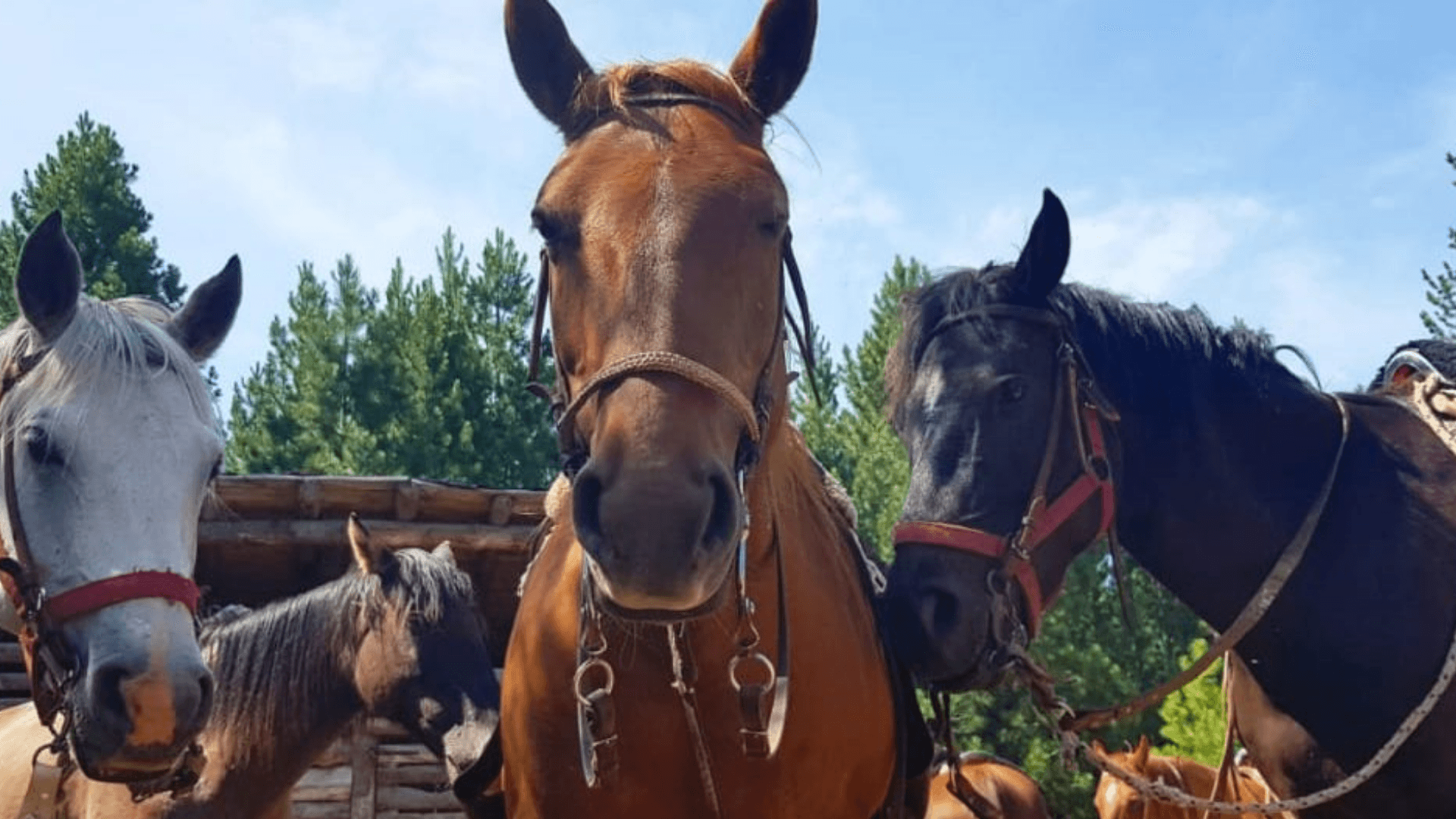 Cavalgada La Fragua